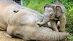 Bornéo : 6 éléphants retrouvés morts… à cause de l’huile de palme !