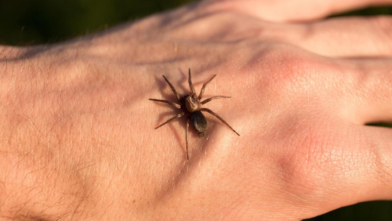 Piqûre d'araignée : les solutions pour se soulager