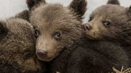 Trois oursons sauvés d’un sort terrible en Bulgarie !