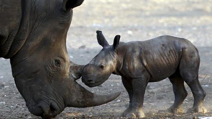 Deux bébés rhinocéros de Java sont nés en Indonésie !