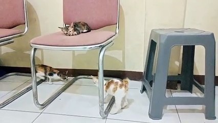 Kucing anteng vs kucing banyak tingkah