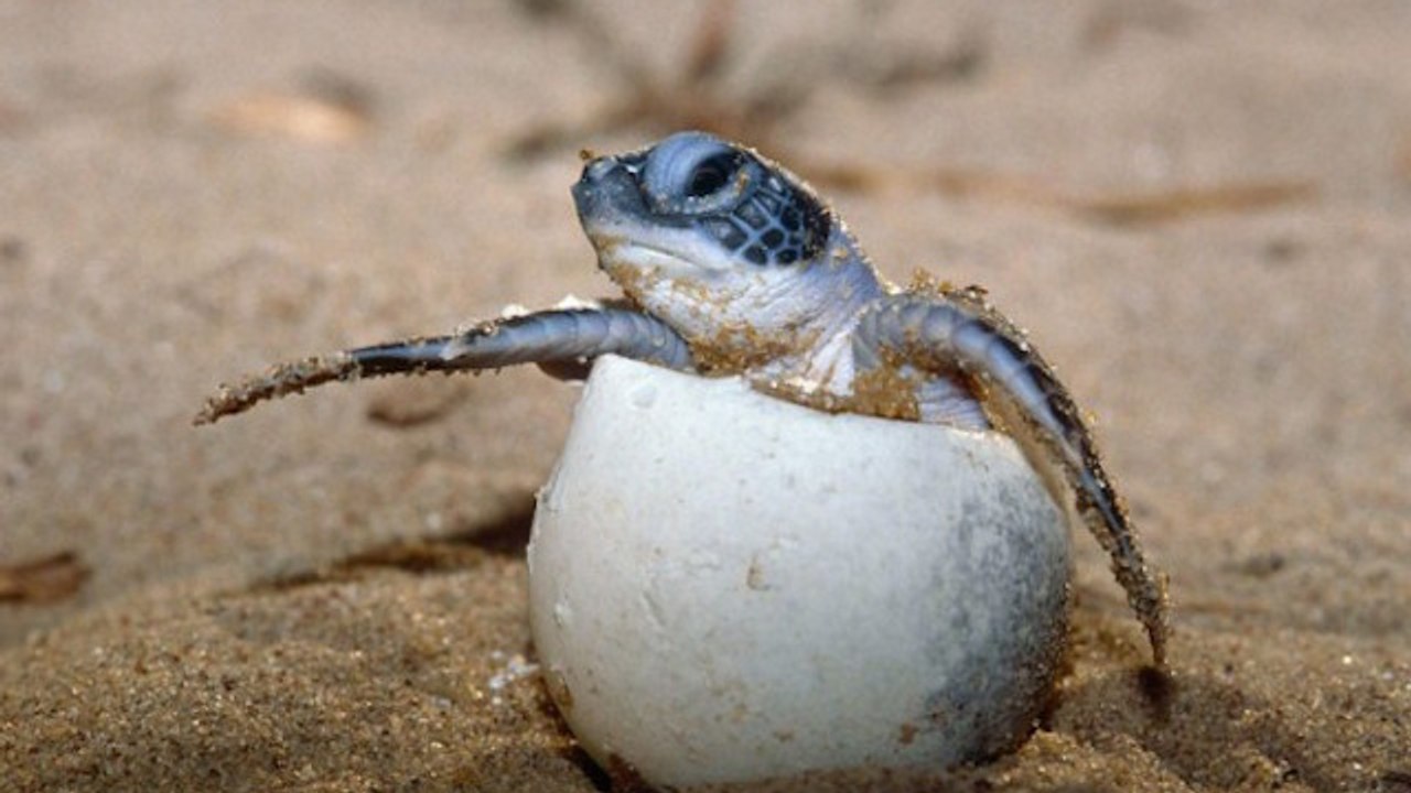 En Guyane, on observe la tortue luth en voie de disparition
