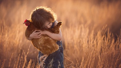 Voilà 3 bonnes raisons d’adopter… une poule !