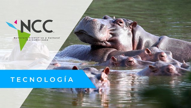 Los hipopótamos de Pablo Escobar, un problema para Colombia