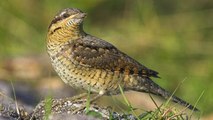 Cet oiseau a une technique imparable pour effrayer ses prédateurs