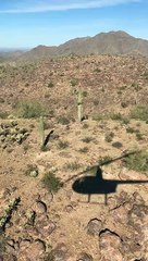 Traffic Cone Perched on Top of Saguaro Cactus in Desert