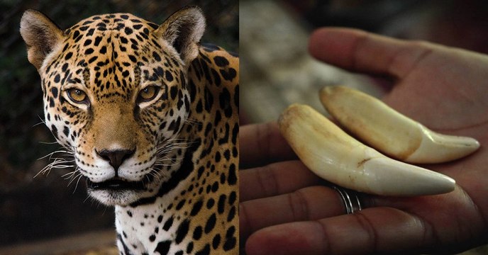 Après les rhinocéros et les éléphants, la Chine menace une nouvelle espèce animale…