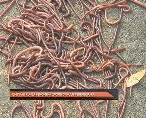 UMT kaji punca fenomena cacing di hulu Terengganu