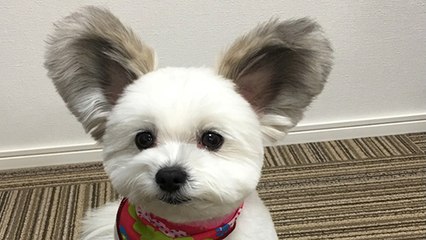 Les internautes craquent pour cette chienne aux oreilles de Mickey