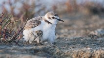 Île d’Oléron : attention où vous mettez les pieds