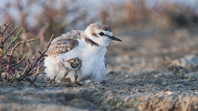 Île d’Oléron : attention où vous mettez les pieds