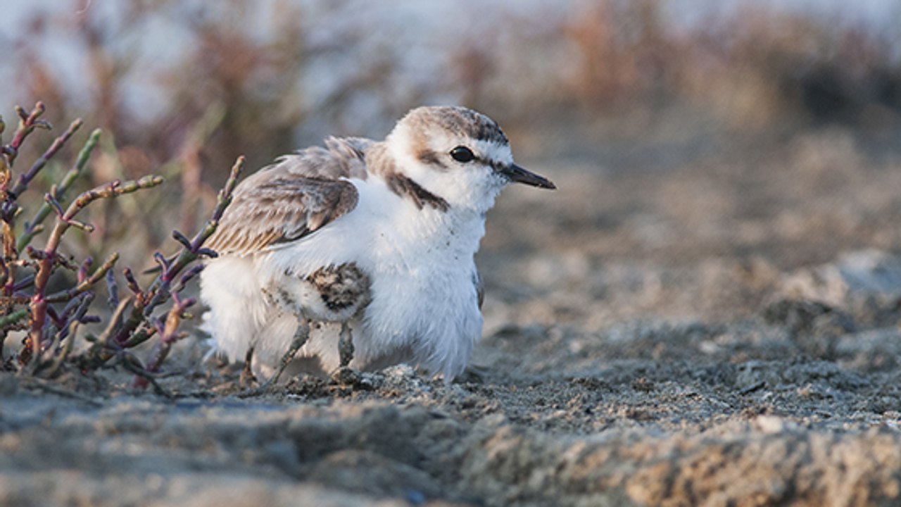 Île d’Oléron : attention où vous mettez les pieds