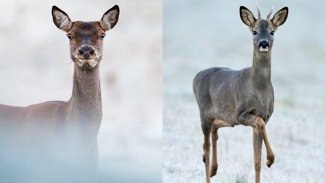 Comment différencier un chevreuil d’une biche ?