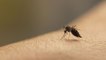 Maine-et-Loire: l'étonnante décision d'un maire pour en venir à bout des moustiques