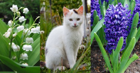 Ces 10 plantes qui sont toxiques pour votre chat