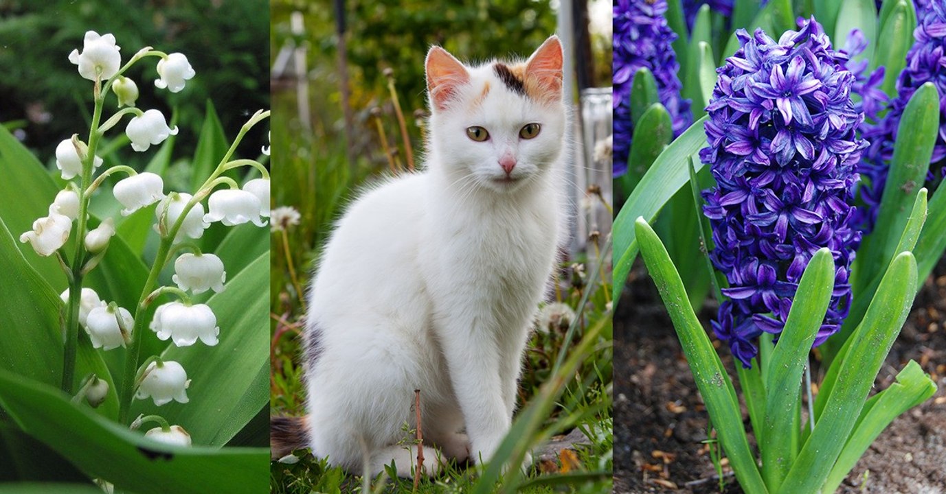 Ces 10 plantes qui sont toxiques pour votre chat