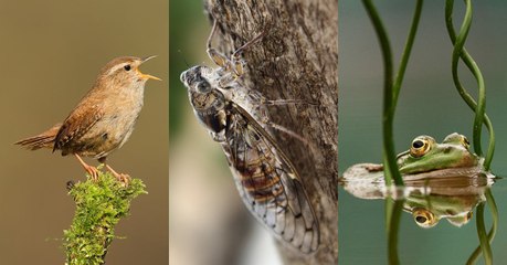 Découvrez les plus beaux chanteurs de nos campagnes !