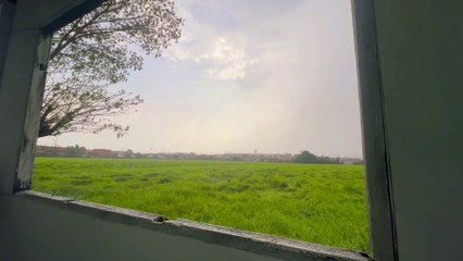 Unexpected heavy rains damaged part of rice field in Thailand