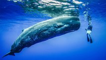 Le plastique fait des ravages sur les grands cétacés de Méditerranée