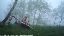 Ariège : Une ourse et ses deux oursons observés par l'ONCFS