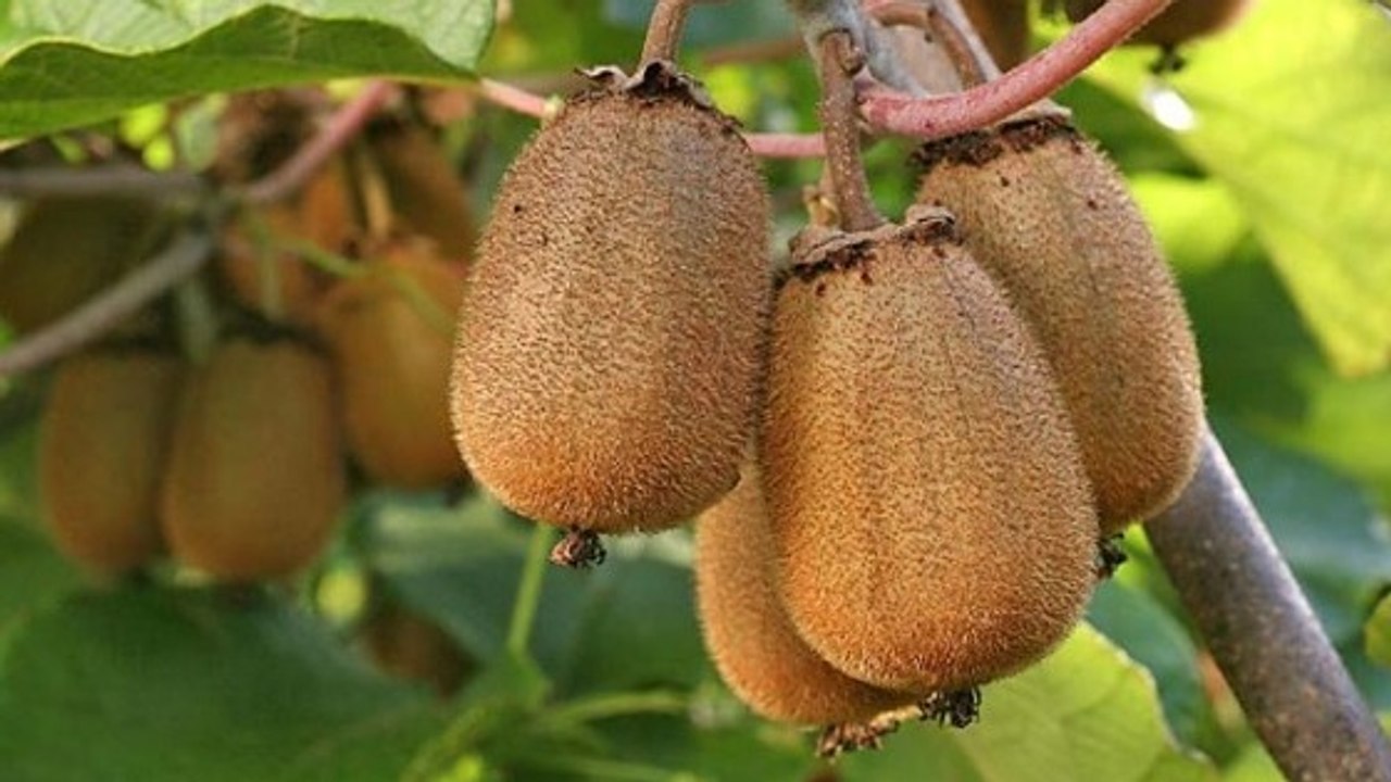 Nouvelle-Zélande : l'île cherche des cueilleurs de kiwi