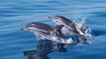 Bretagne : un impressionnant banc de dauphins a été filmé !