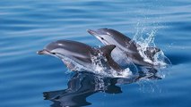 Bretagne : un impressionnant banc de dauphins a été filmé !