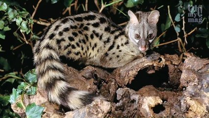 Insolite : ce petit animal extrêmement rare a été repéré dans les Alpes-Maritimes !