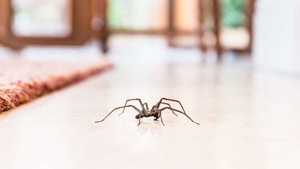 Les araignées rentrent dans les maisons à… 19h35 !