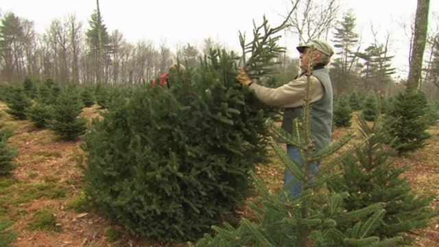 Sapin naturel ou sapin artificiel, quel choix pour la planète ?