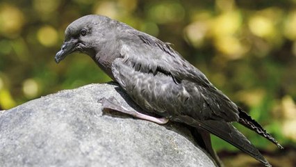Un oiseau très rare vient d'être filmé dans un département français