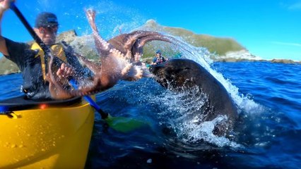 Nouvelle-Zélande : une otarie gifle un homme avec un poulpe