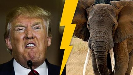 La politique de Donald Trump pourrait causer la perte des éléphants