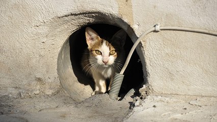 Quand un maire propose aux chasseurs de tirer sur les chats errants