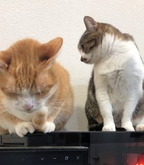 Sister Cat Chomps at Brother to Try to Get Him to Move