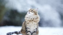 Top 10 des chats trop mignons sous la neige