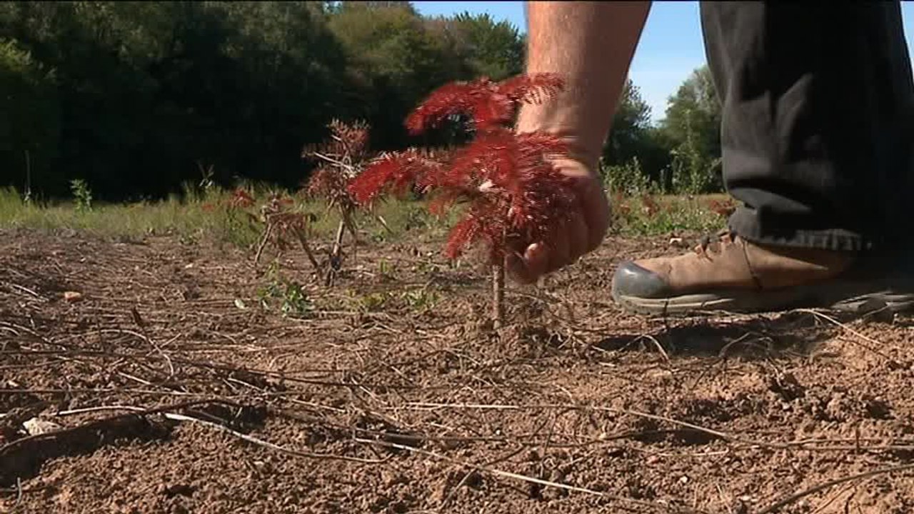 Y aura-t-il une pénurie de sapins à Noël ?