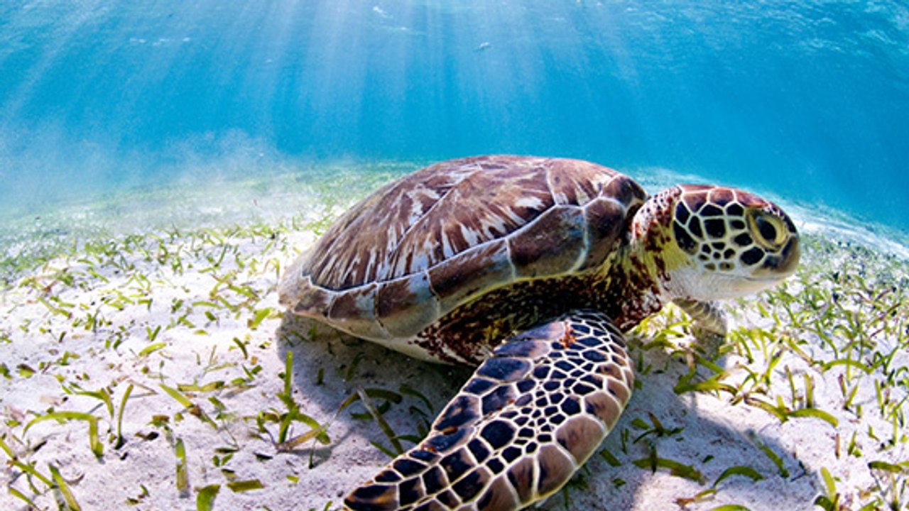 Sous l'océan, des "canicules" marines menacent la vie sous-marine