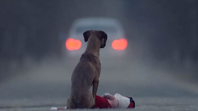 Quand un refuge SPA dévoile les pires excuses entendues pour un abandon...