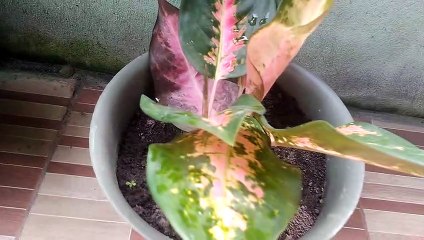 Tanaman hias yang viral ,ada janda bolong juga