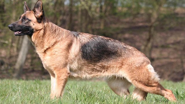 Le berger-allemand : chien infirme par la faute de l'Humain ?