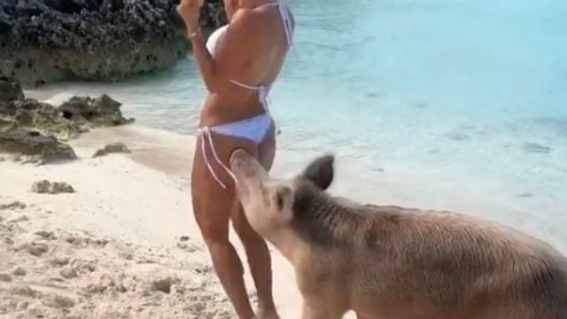 Une influenceuse se fait mordre les fesses par un cochon sur une plage des Bahamas