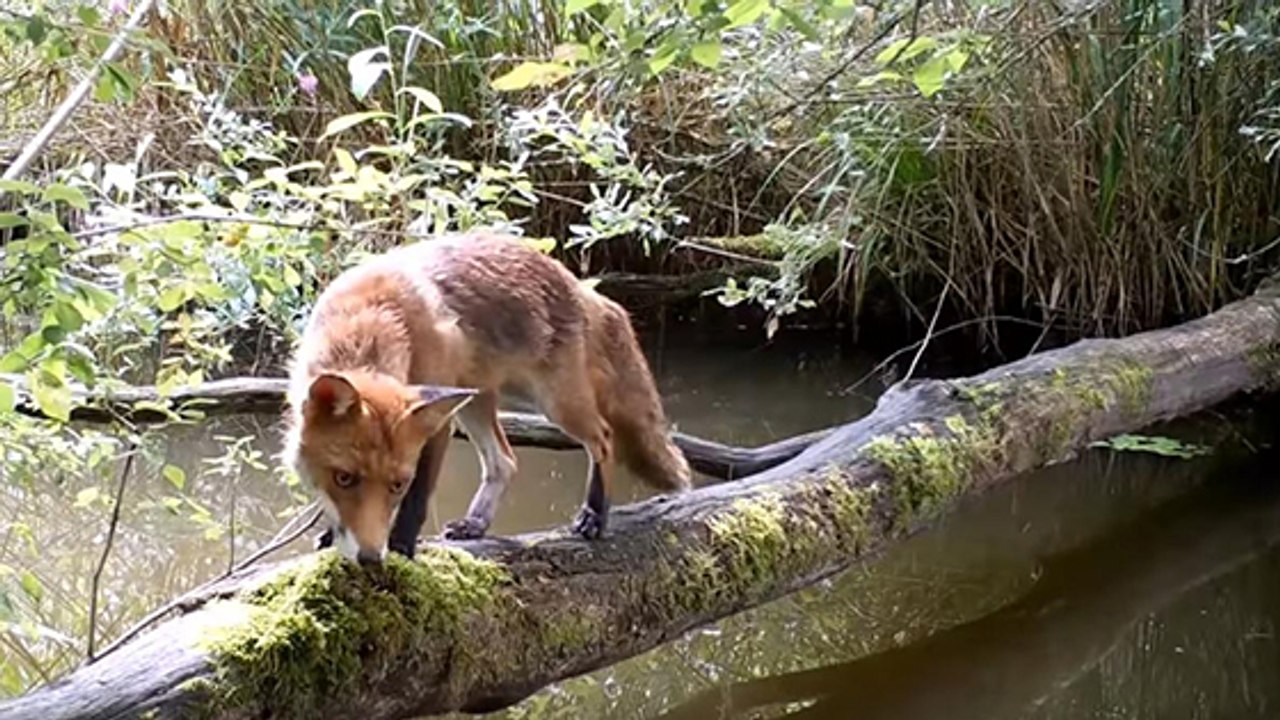 Animaux : ce petit pont très (très) fréquenté fait le buzz sur le web !