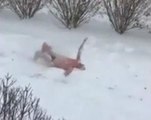 Snow 'swimming relay' makes college team viral hit