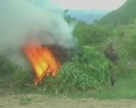 Fourteen tons of marijuana burned in Bolivia