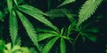 L'Assemblée Nationale dit "Oui" pour le test du cannabis thérapeutique