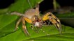 Des scientifiques assurent qu'une araignée venimeuse pourrait résoudre les problèmes d'érection