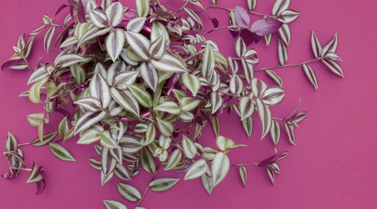 Ces plantes d'intérieur canons qui ne sont pas vertes ! (Vidéo)