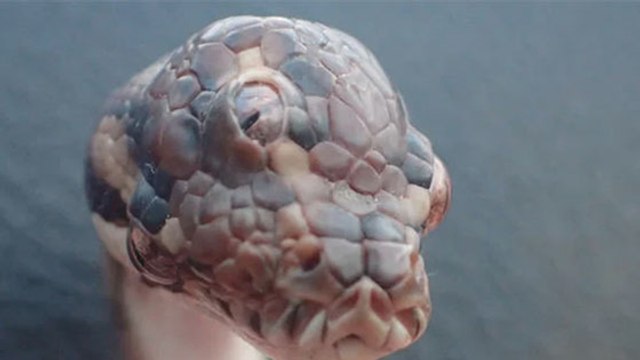 Un serpent à trois yeux découvert en Australie !
