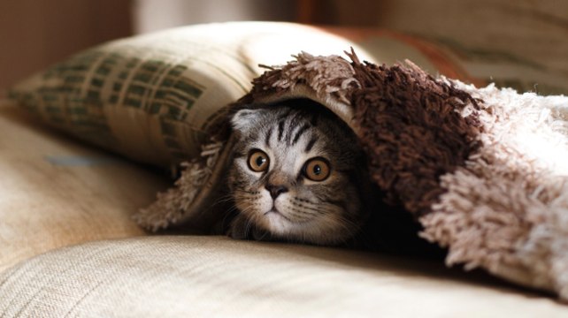 3 astuces infaillibles pour se débarrasser des poils de chiens et chats sur les textiles